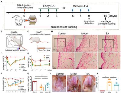 Electroacupuncture activated local sympathetic noradrenergic signaling to relieve synovitis and referred pain behaviors in knee osteoarthritis rats